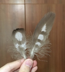 Accipiter nisus