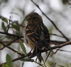 Serinus serinus