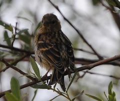 Serinus serinus