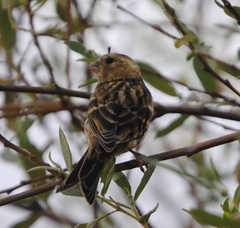 Serinus serinus