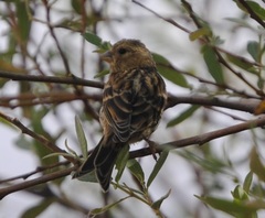 Serinus serinus