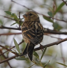Serinus serinus
