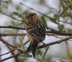 Serinus serinus