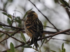 Serinus serinus