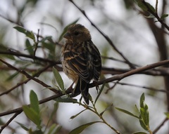 Serinus serinus