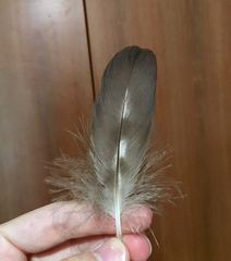 Accipiter nisus