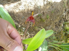 Masdevallia