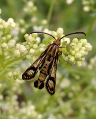 Chamaesphecia empiformis