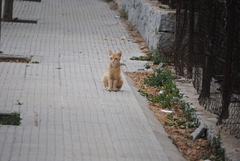 Felis catus