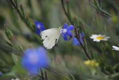 Pieris rapae