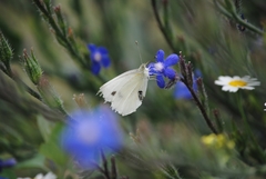 Pieris rapae
