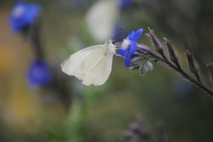 Pieris rapae