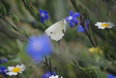 Pieris rapae