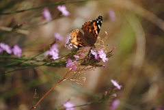 Vanessa cardui