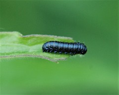 Trirhabda canadensis