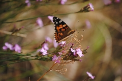 Vanessa cardui