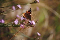 Vanessa cardui
