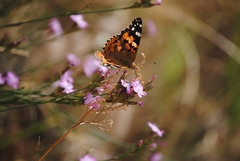 Vanessa cardui