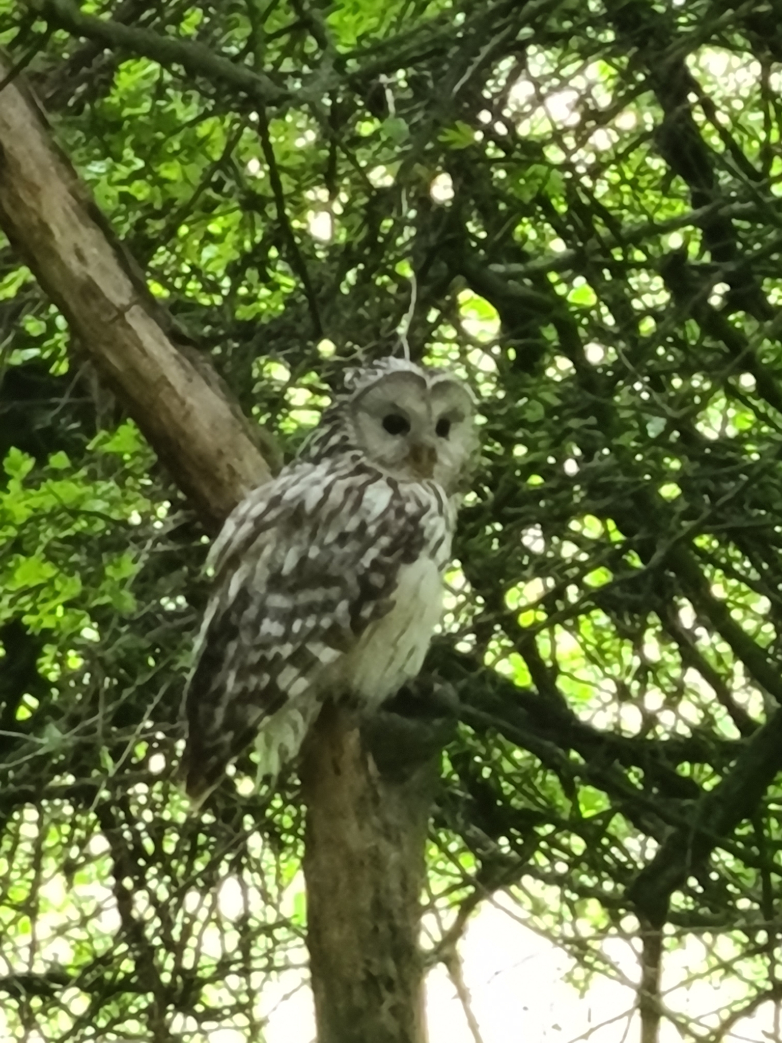 Ural Owl (Strix uralensis)