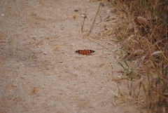 Vanessa cardui