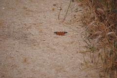 Vanessa cardui