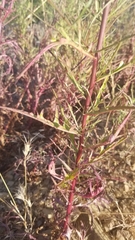 Malacothrix saxatilis saxatilis