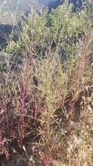 Malacothrix saxatilis saxatilis