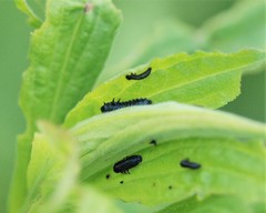 Trirhabda canadensis