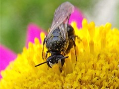 Hylaeus