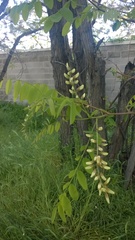 Robinia pseudoacacia