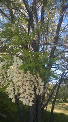 Robinia pseudoacacia