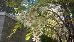Robinia pseudoacacia
