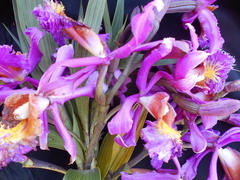 Sobralia dichotoma