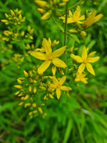 Hairy St John's-wort (Hypericum hirsutum)
