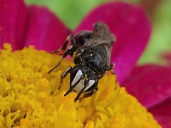 Hylaeus