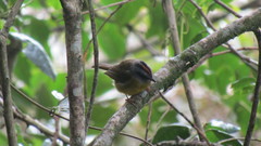 Myiothlypis coronata