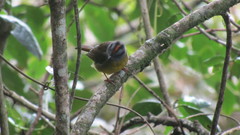 Myiothlypis coronata