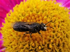 Hylaeus