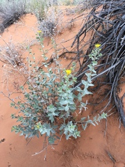 Heterotheca zionensis