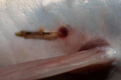 Lernaea