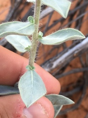 Heterotheca zionensis