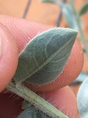 Heterotheca zionensis