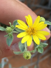Heterotheca zionensis