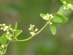 Cocculus diversifolius