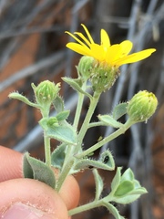 Heterotheca zionensis
