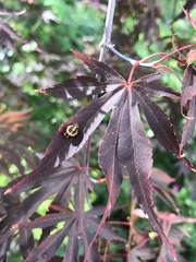 Harmonia axyridis