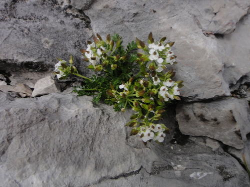 Hornungia alpina iNat (1)