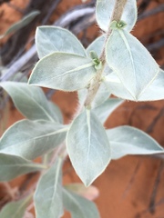 Heterotheca zionensis