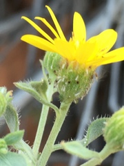 Heterotheca zionensis
