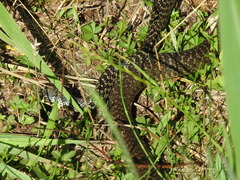 Hierophis viridiflavus